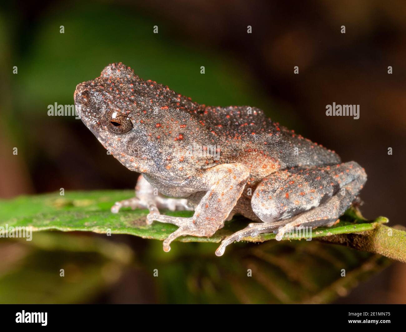 Peters' Dwarf Frog (Engystomops petersi) in rainforest in the Ecuadorian Amazon. Stock Photo