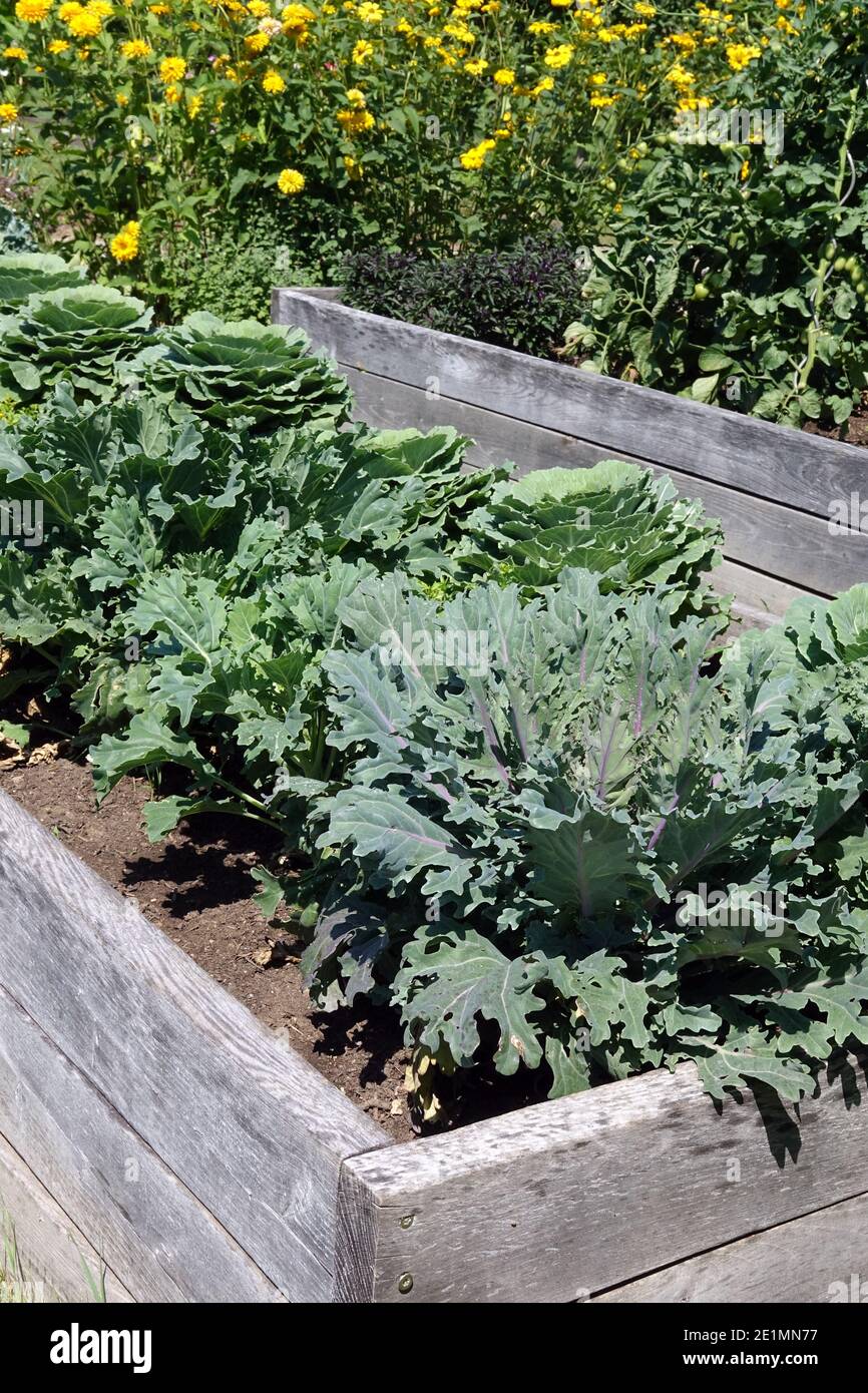 Raised bed in a small vegetable garden growing kale Stock Photo Alamy