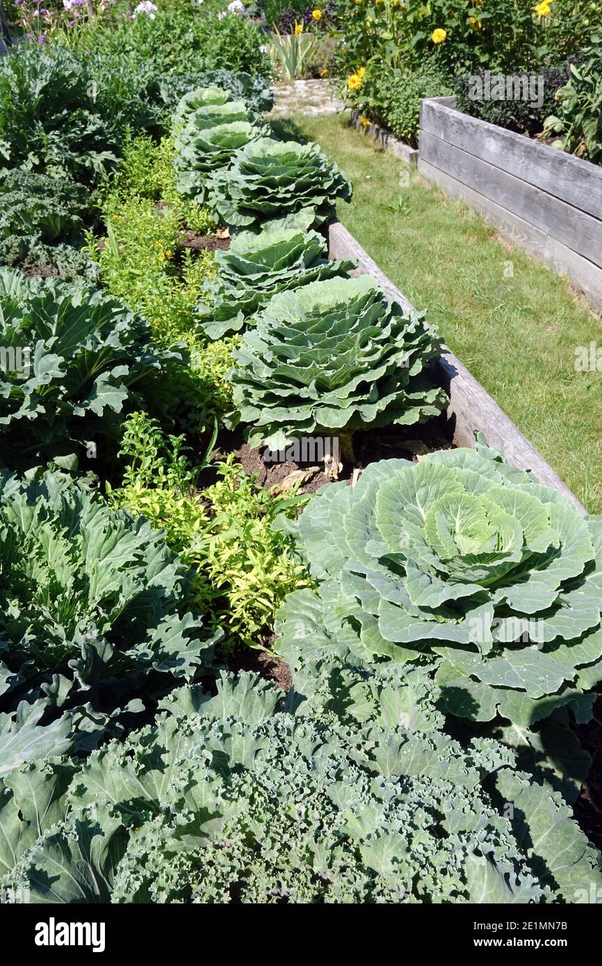 Raised beds in a small allotment garden growing kale Brassica oleracea Vegetable plot, Plot Stock Photo