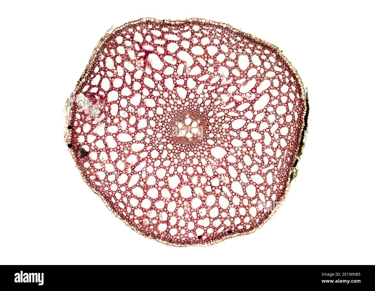 Plant root cross section microscope hi-res stock photography and images -  Alamy