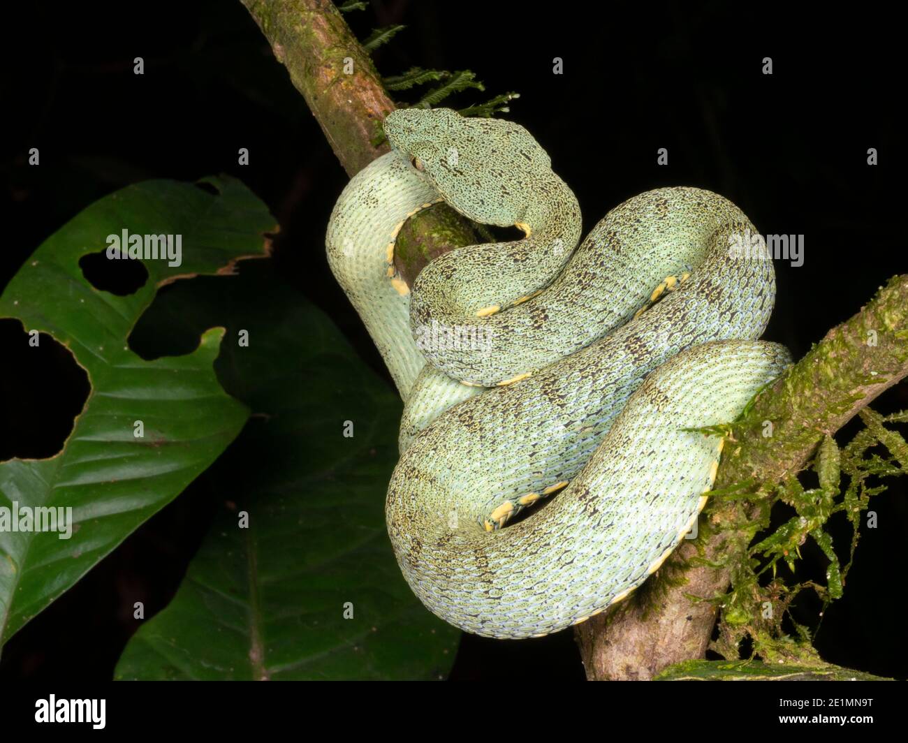The venomous Two-striped forest pitviper (Bothriopsis bilineata) resting in the rainforest understory, Ecuador Stock Photo