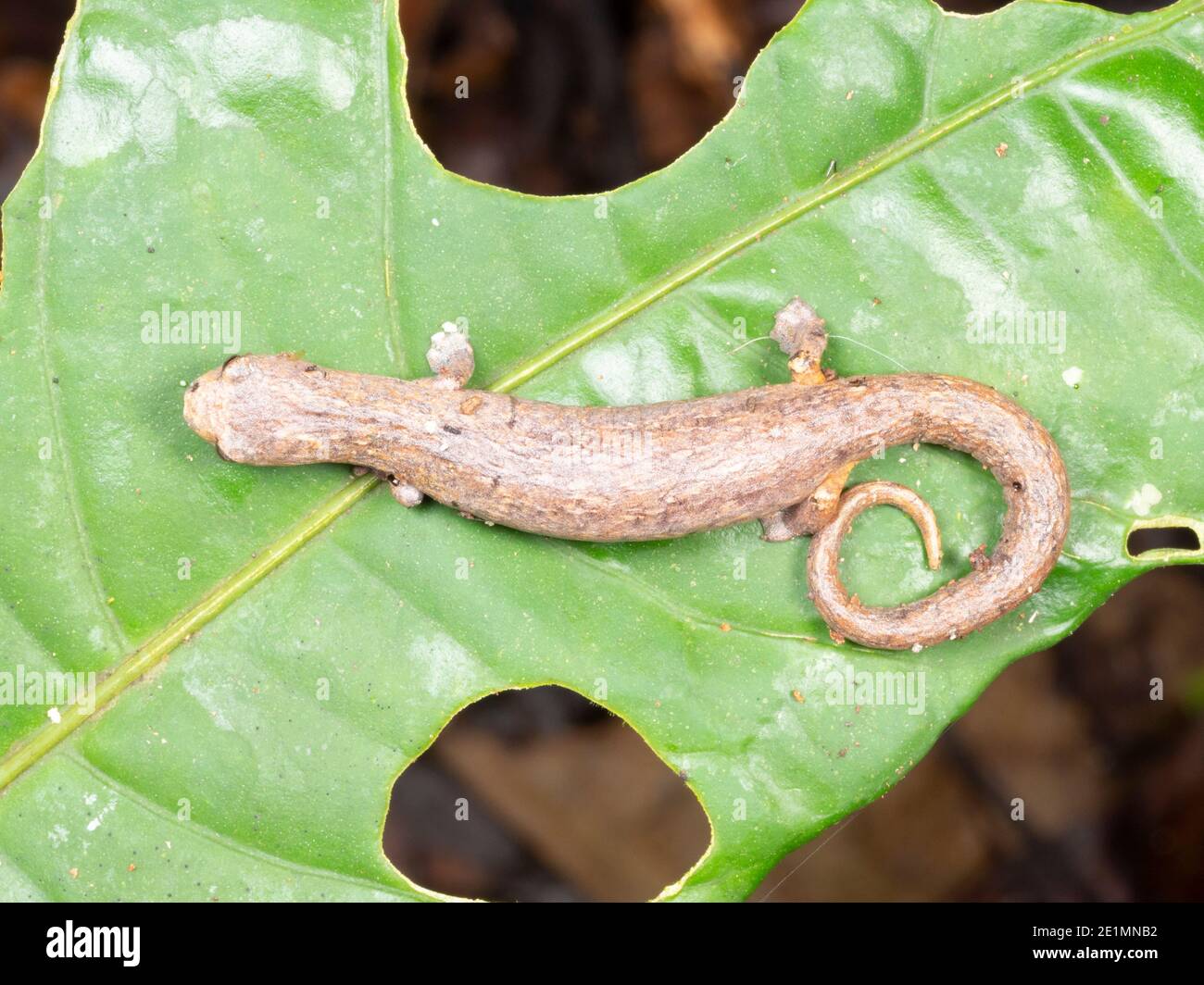 Amazon Climbing Salamander (Bolitoglossa peruviana) in the rainforest understory at night, Ecuador Stock Photo