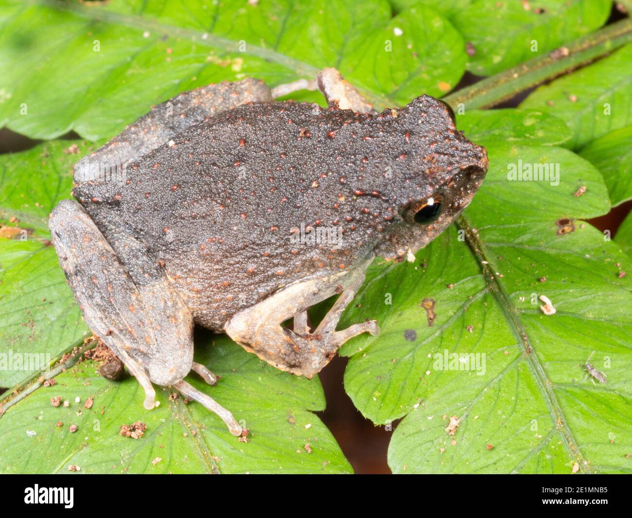 Peters' Dwarf Frog (Engystomops petersi) in rainforest in the Ecuadorian Amazon. Stock Photo