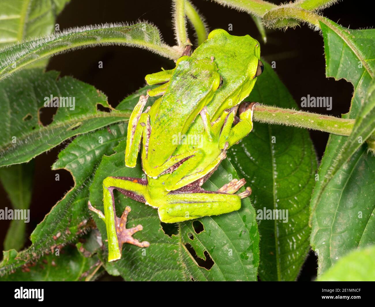 Pair of White-lined monkey frog (Phylomedusa vaillantii) in amplexus prior to depositing their eggs in a leaf nest, Ecuador. Stock Photo