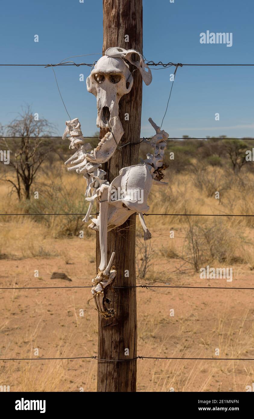 Baboon skeleton attached to a wooden post of a fence Stock Photo