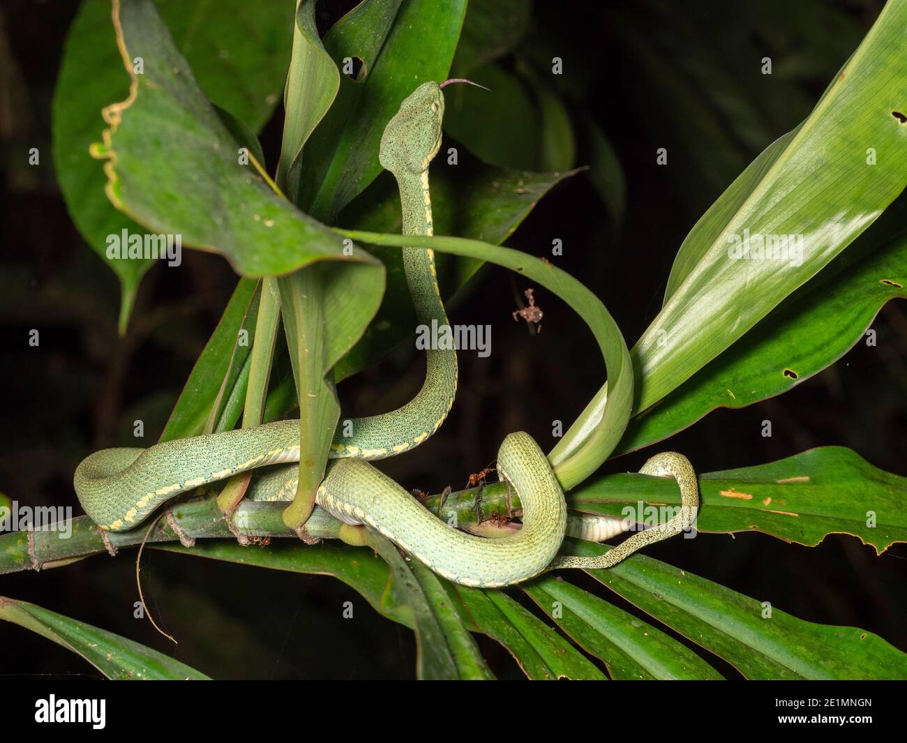 The venomous Two-striped forest pitviper (Bothriopsis bilineata) active at night in the rainforest understory, Ecuador Stock Photo