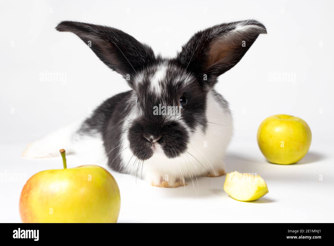 Cute black rabbit on a white background with apples. Food for rabbits