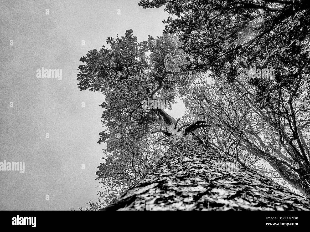 Leicestershire wolds January 8th 2021: Morning walk during coronavirus pandemic helps metal health, frost covered ground leafs and treees . Clifford Norton Alamy Stock Photo