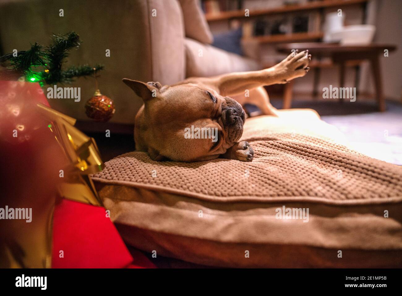 Festive pets hires stock photography and images Alamy