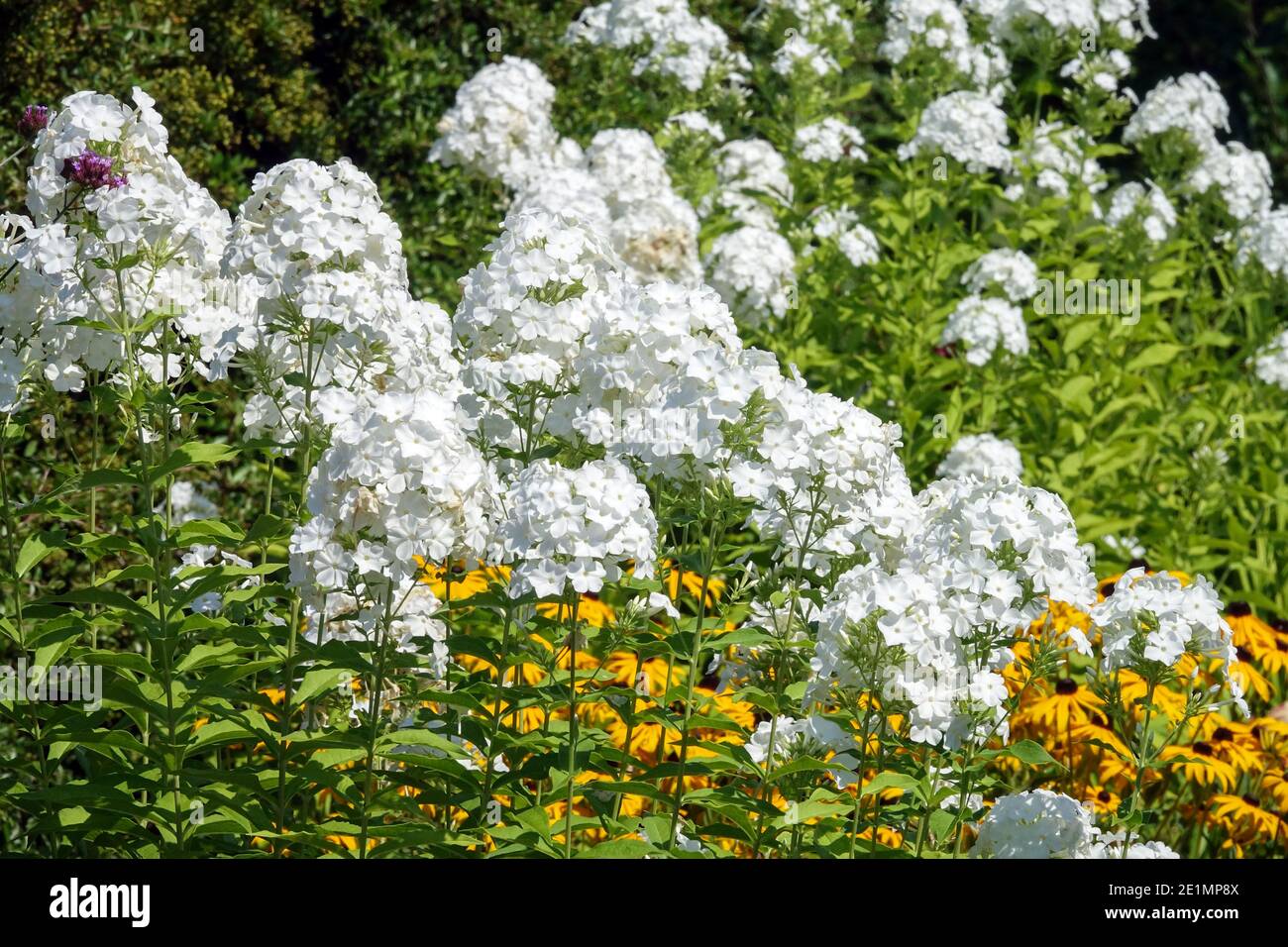 Herbaceous perennials bed White Phlox Mount Fujiyama Rudbeckias Stock Photo