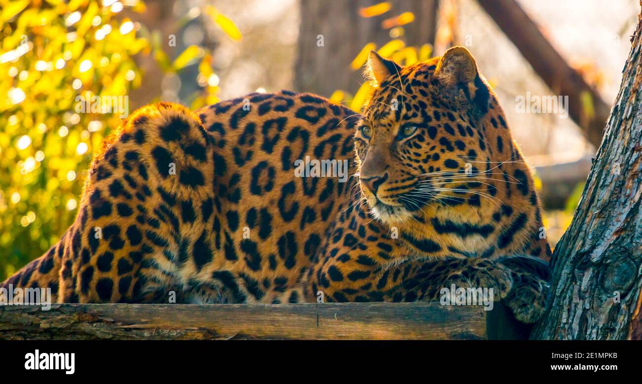 Amur Leopard in sundown lighting Stock Photo