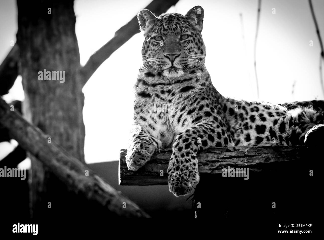 Black and white Amur Leopard Stock Photo