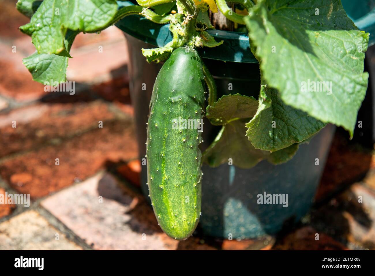 Cucumbers come in two main varieties lebanese and continental/telegraph. Lebanese cucumbers