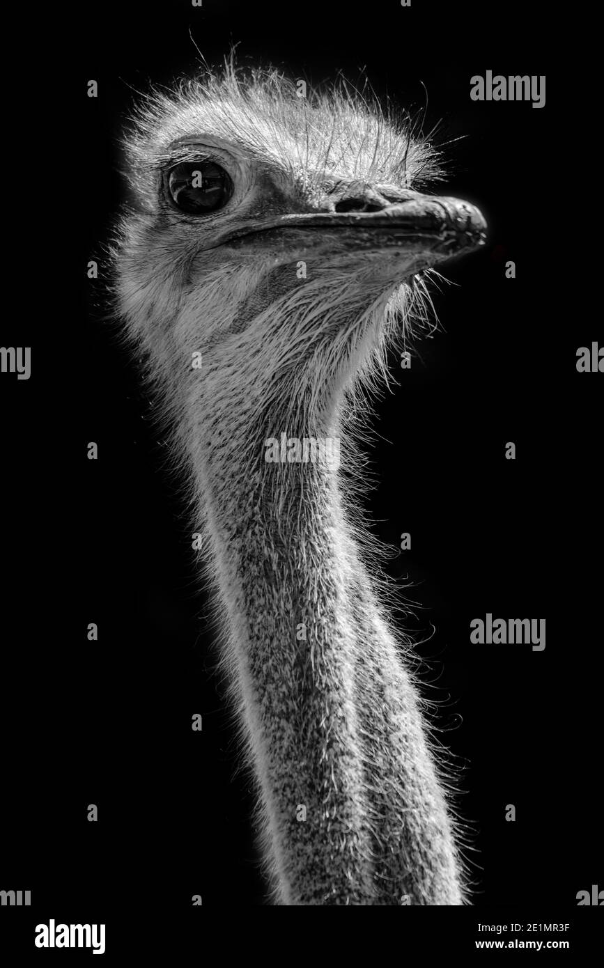 Close up of a common ostrich head in black and white, Namibia Stock Photo