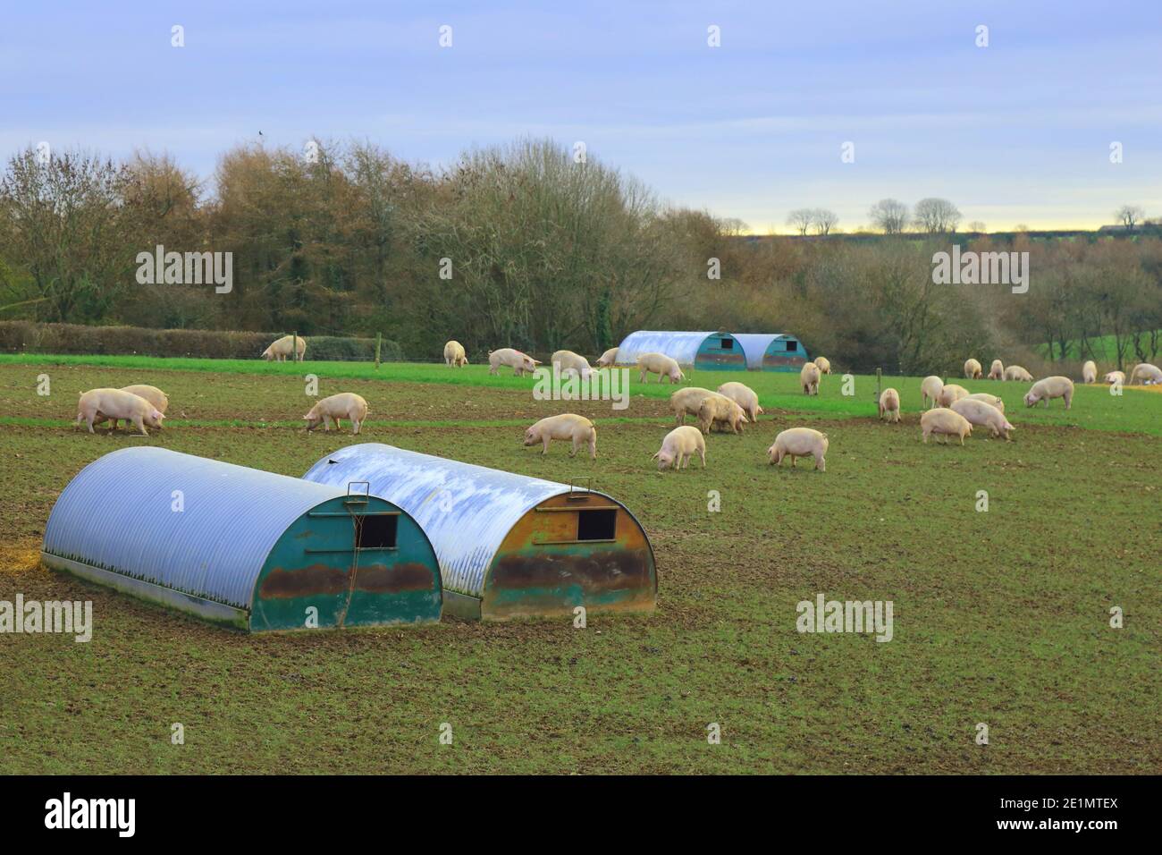 Pig farm on agricultural field in Devon UK Stock Photo