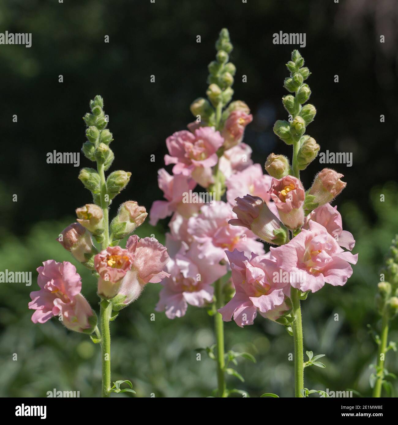 Snapdragon flowers in the city garden. Stock Photo