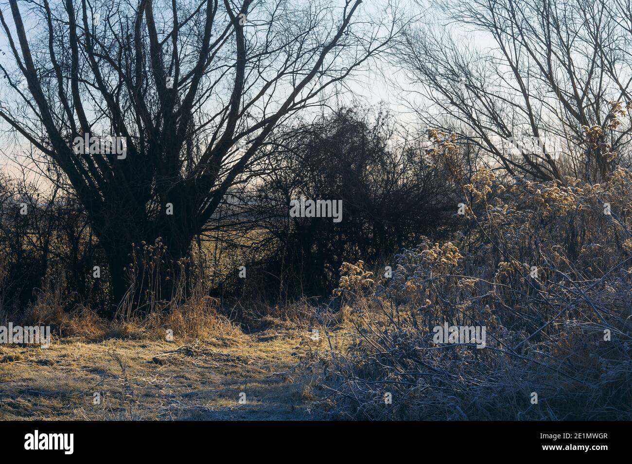 Countryside road amongst willows and shrubs on winter morning with frost Stock Photo
