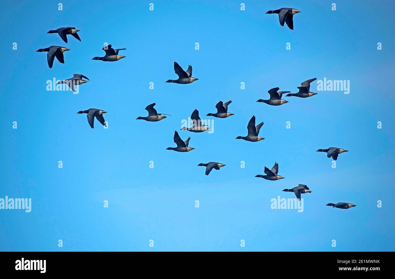 Swansea, UK. 08th Jan, 2021. A flock of wild geese flying above the frozen Llanrhidian marshes on the Gower Peninsula near Swansea today where the temperature stuggled to get above -3 degrees. Credit: Phil Rees/Alamy Live News Stock Photo