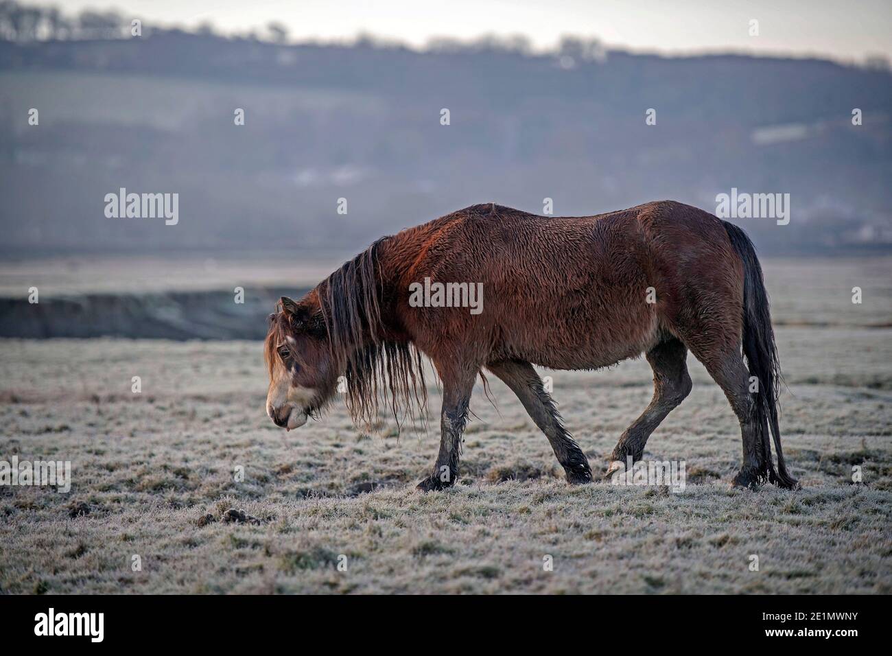 Swansea, UK. 08th Jan, 2021. A sodden wild horse roams through the frosty marshland at Crofty on the Gower Peninsula near Swansea this morning where the temperature struggled to get above minus three degrees. Credit: Phil Rees/Alamy Live News Stock Photo