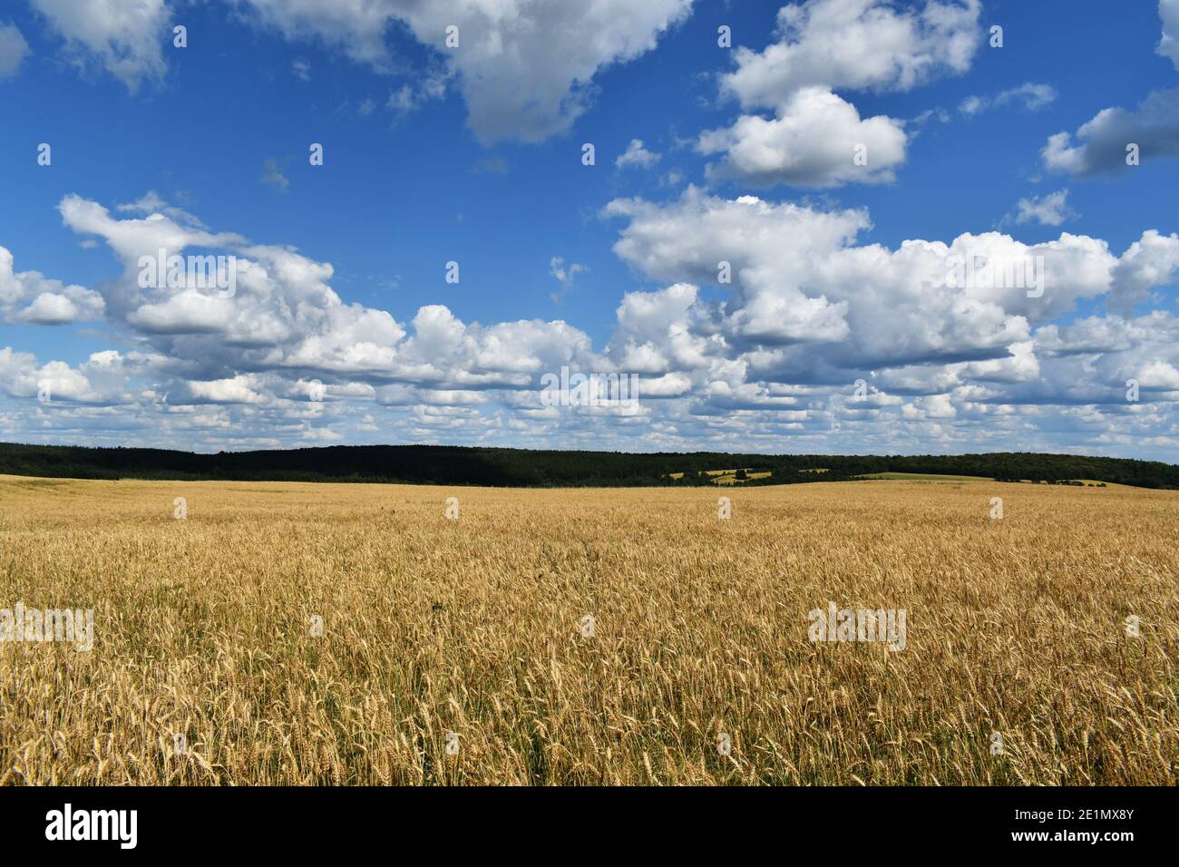 Un champ de blé dans le bas du fleuve, Québec Stock Photo