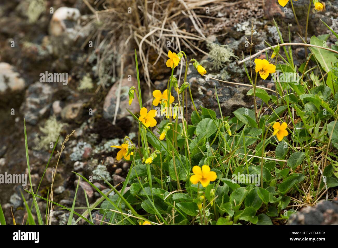 Patagonian yellow violets (viola reichei) flowering in spring near Milodon Cave, near Puerto Natales Patagonia, Chile Stock Photo