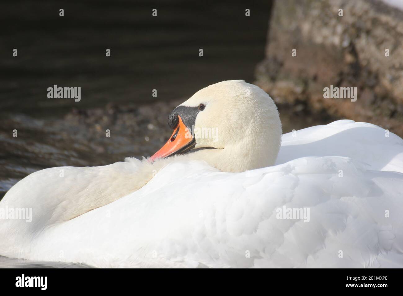 White male swan in  thread posture defending territory. Close shot. Stock Photo