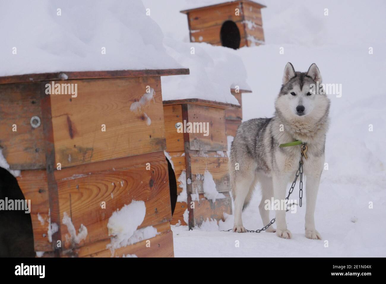 Sled dogs in their kennel Stock Photo - Alamy