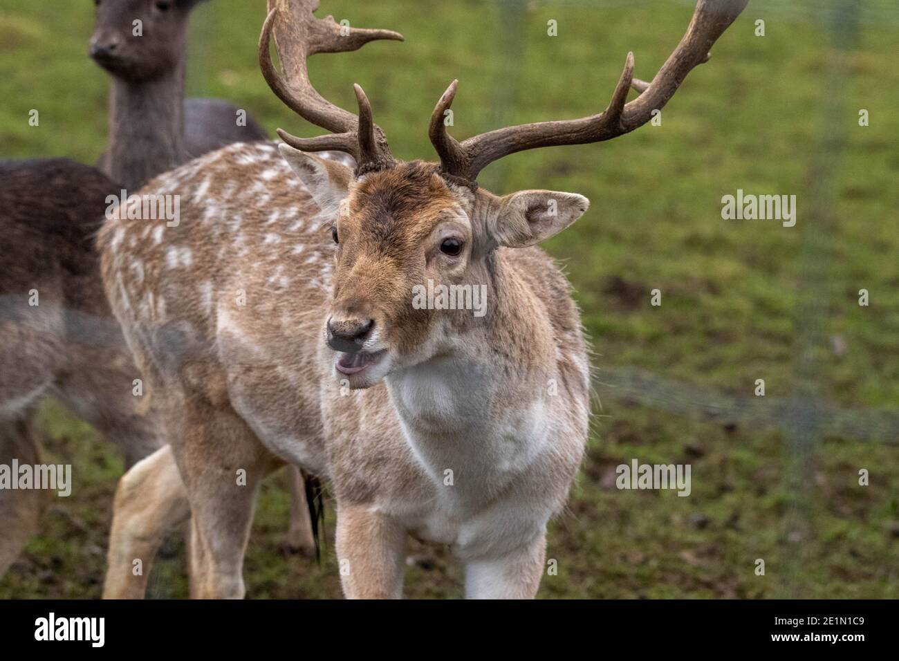Brentwood Essex 8th January 2021 WEATHER A cold and misty day in Weald Park Brentwood Essex fallow buck Deer, Credit: Ian Davidson/Alamy Live News Stock Photo