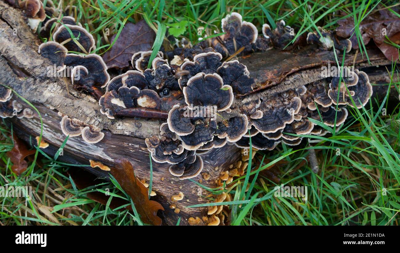 Attractive fungus types attached to fallen branch on damp grass Stock Photo