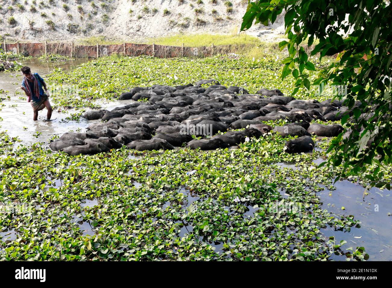 Tangail, Bangladesh - December 04, 2020: Black Pig Firming at Tangail in Bangladesh on December 04, 2020. Stock Photo