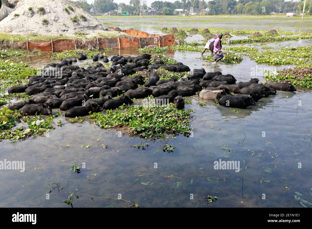 Tangail, Bangladesh - December 04, 2020: Black Pig Firming at Tangail in Bangladesh on December 04, 2020. Stock Photo