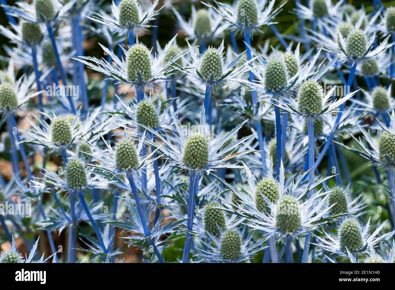 Sea Holly, Eryngium x zabelli jos eijking Stock Photo Alamy