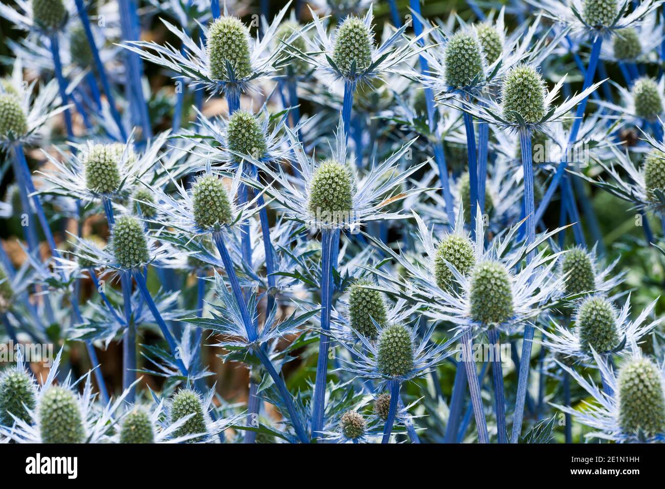 Sea Holly, Eryngium x zabelli jos eijking Stock Photo Alamy