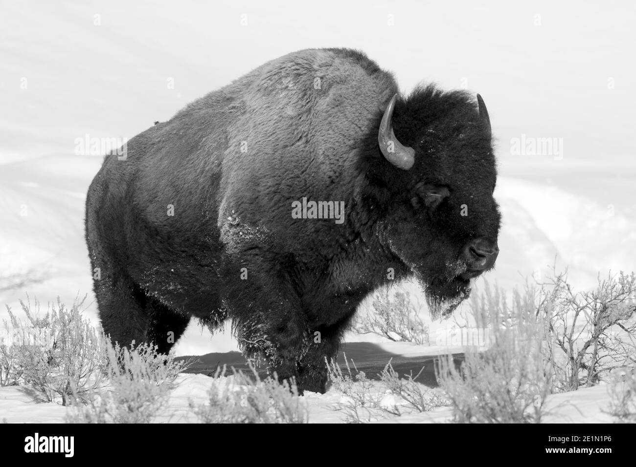 Winter picture of a bison (Bison bison) in the Lamar valley, Yellowstone National Park February 2017. Stock Photo