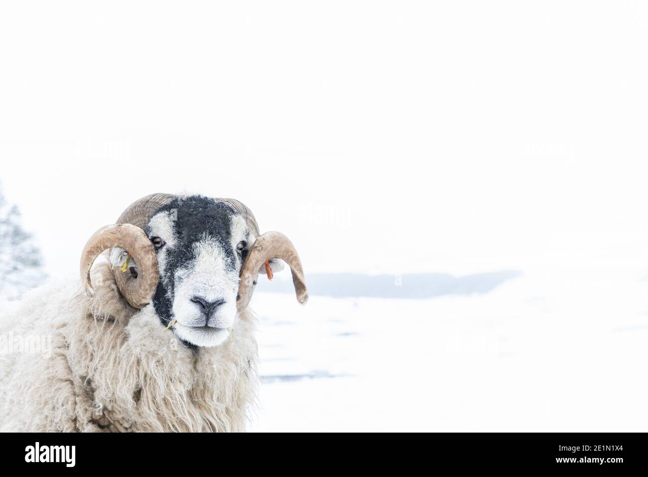 Swaledale ram head against background of snowy field Stock Photo