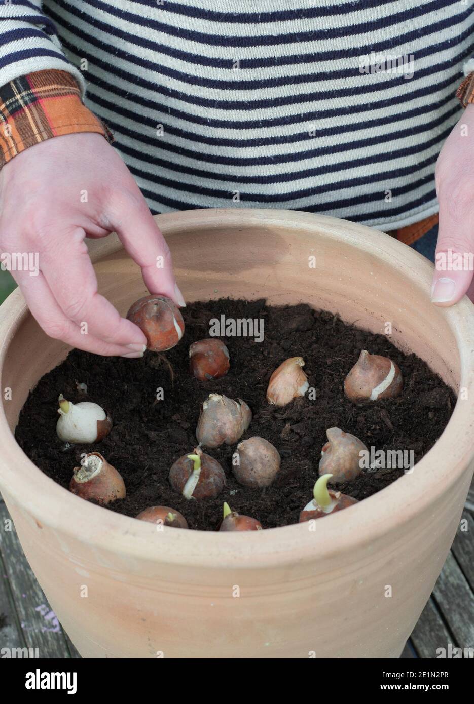 Planting Tulipa 'White flag' bulbs in pot. Spring flowering tulip bulbs