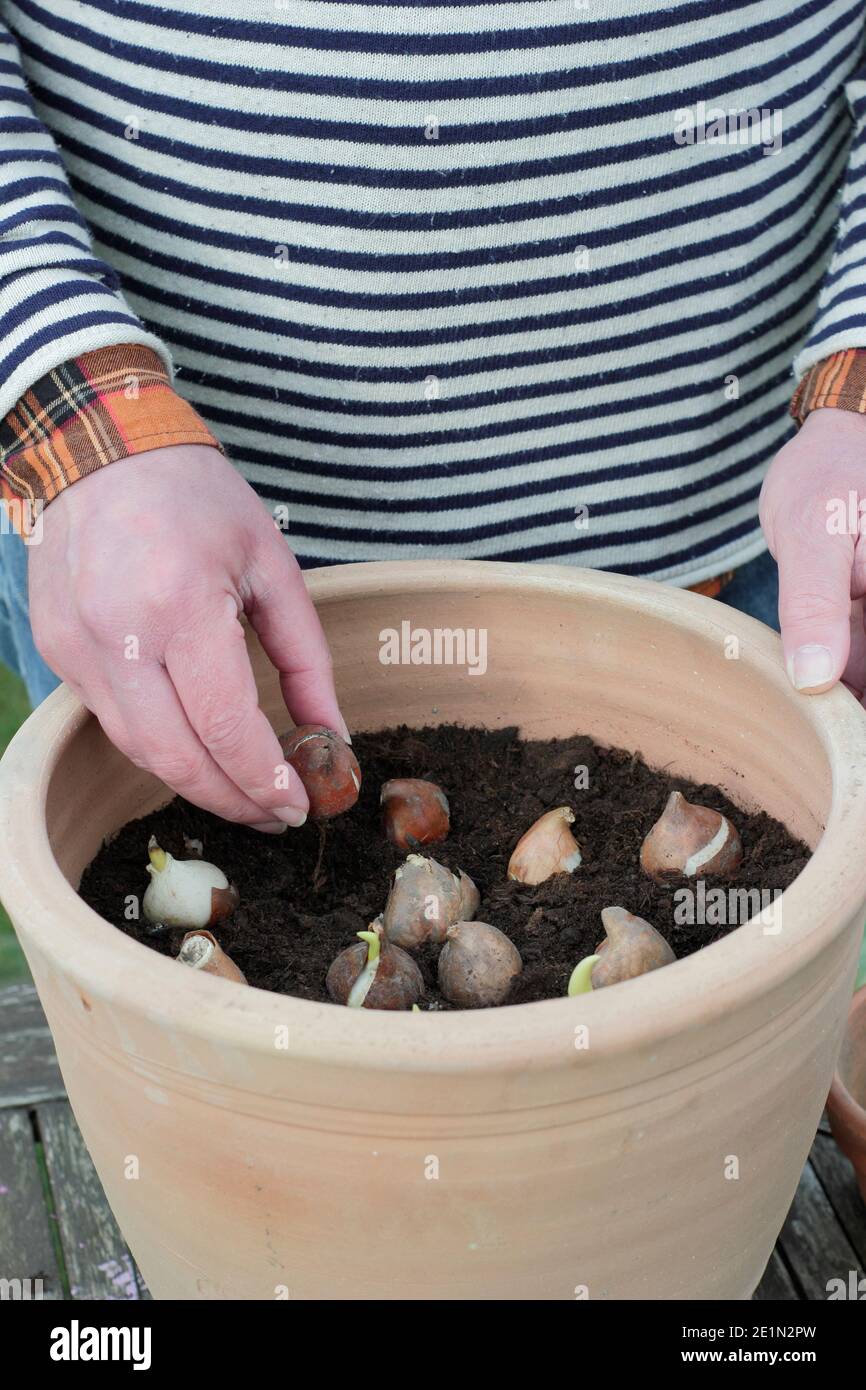Planting tulip bulbs into a container in autumn. Tulipa 'White Flag'. UK  Stock Photo - Alamy