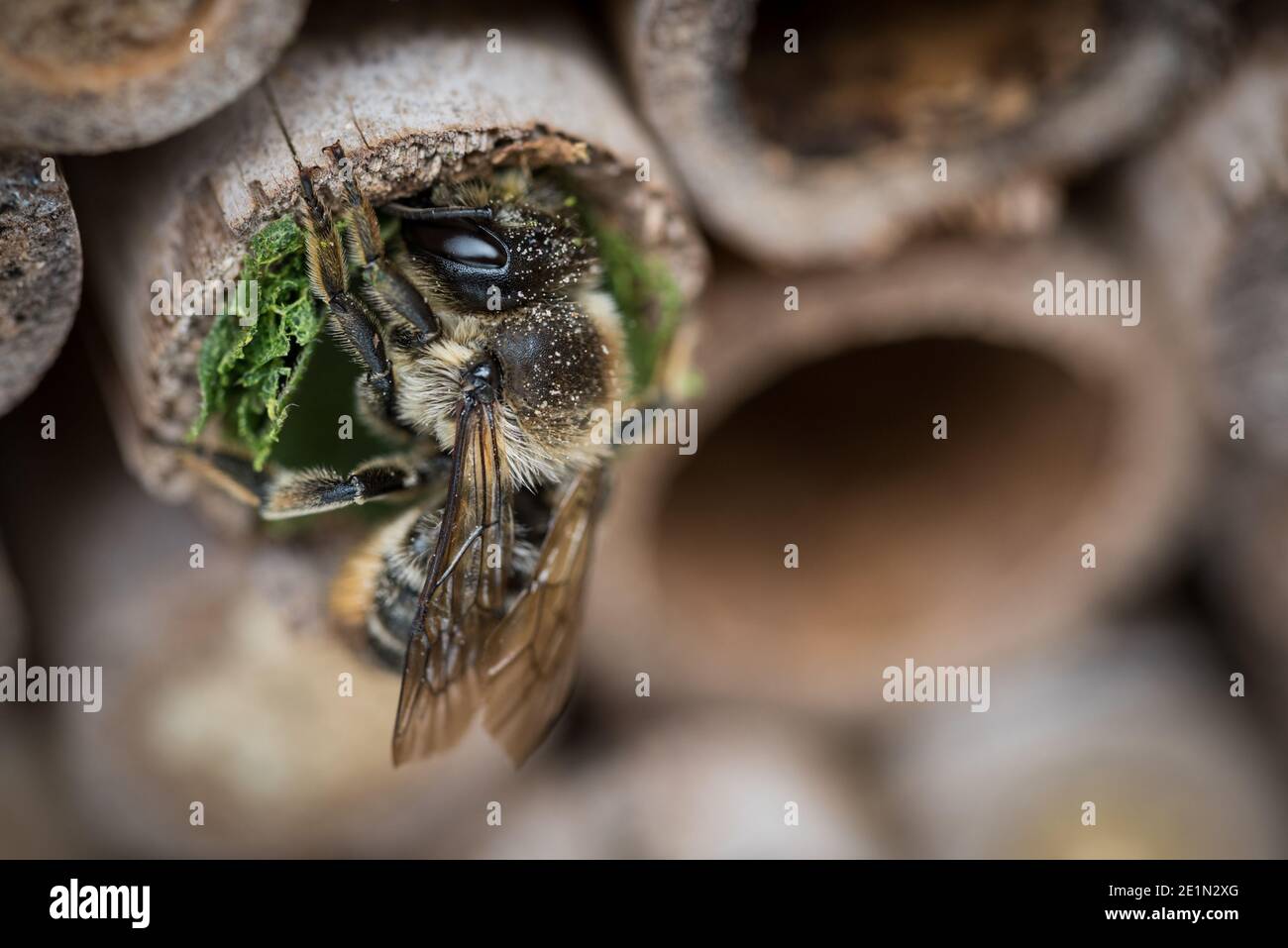 A leafcutter bee makes a nest in a bamboo tube in a garden in Exeter, Devon, UK. Stock Photo