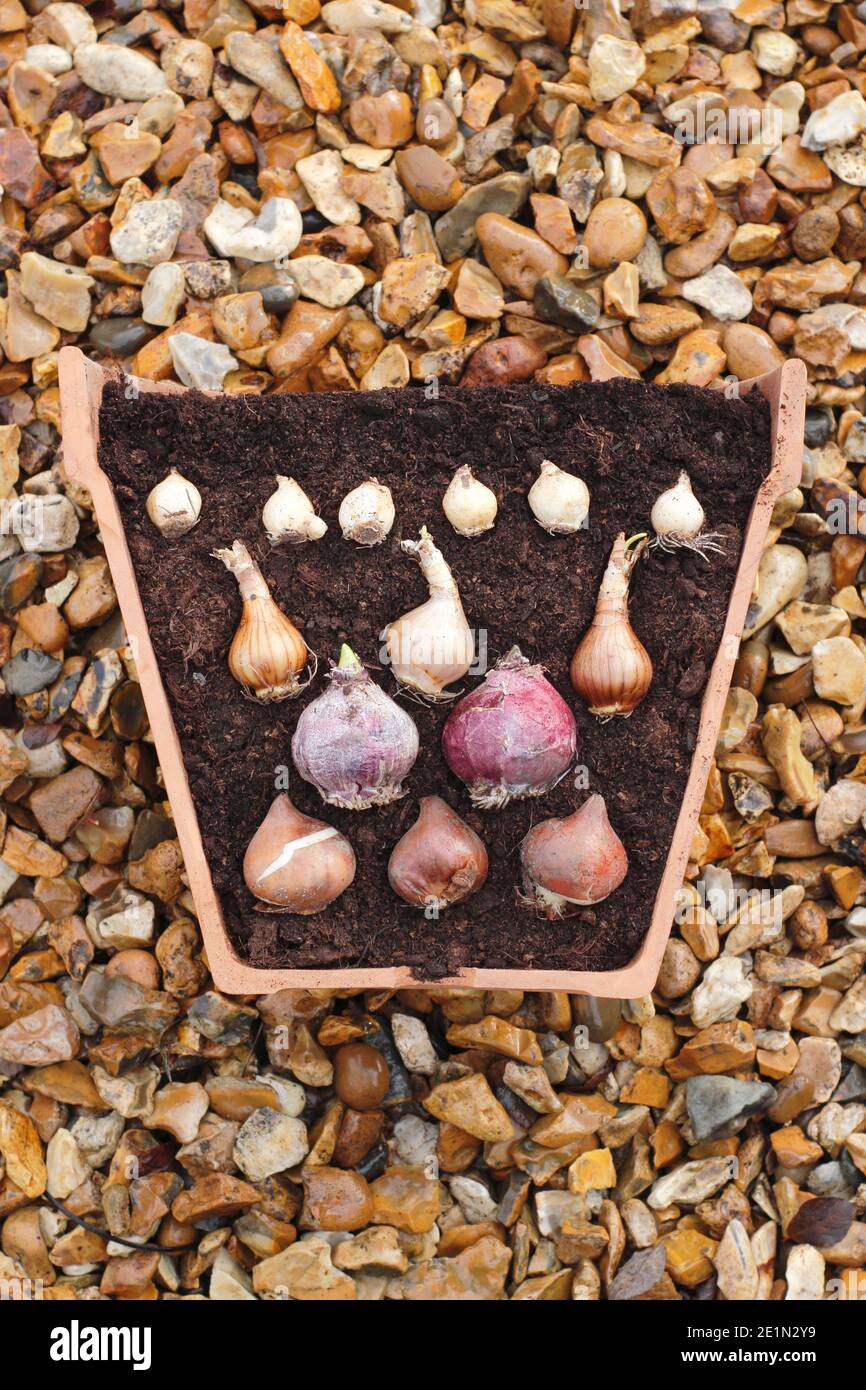 Container bulbs lasagne hires stock photography and images Alamy