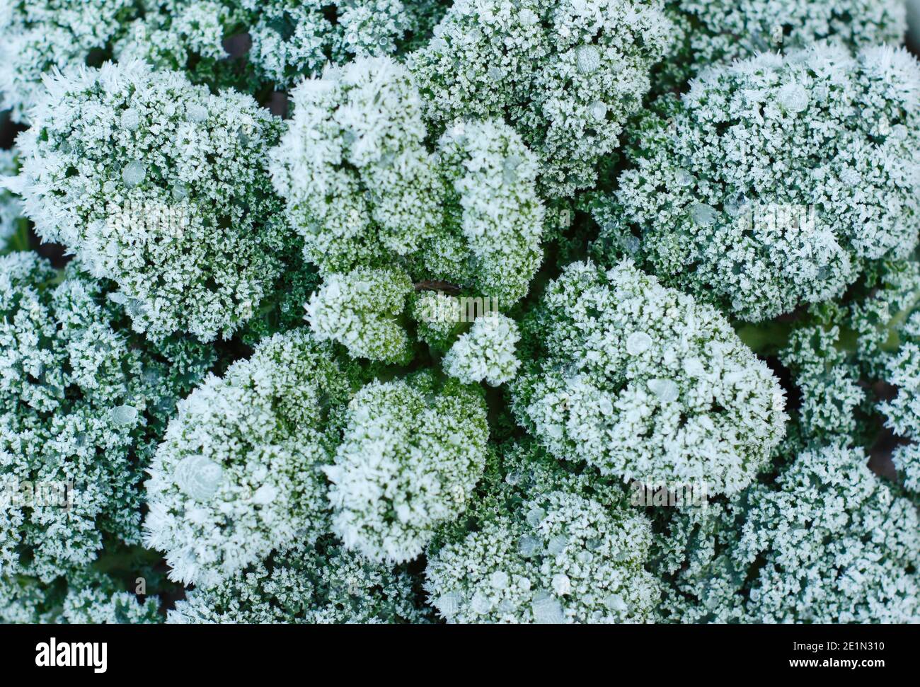 Brassica oleracea Acephala group. Frost on a curly kale plant growing in a domestic kitchen garden. UK Stock Photo