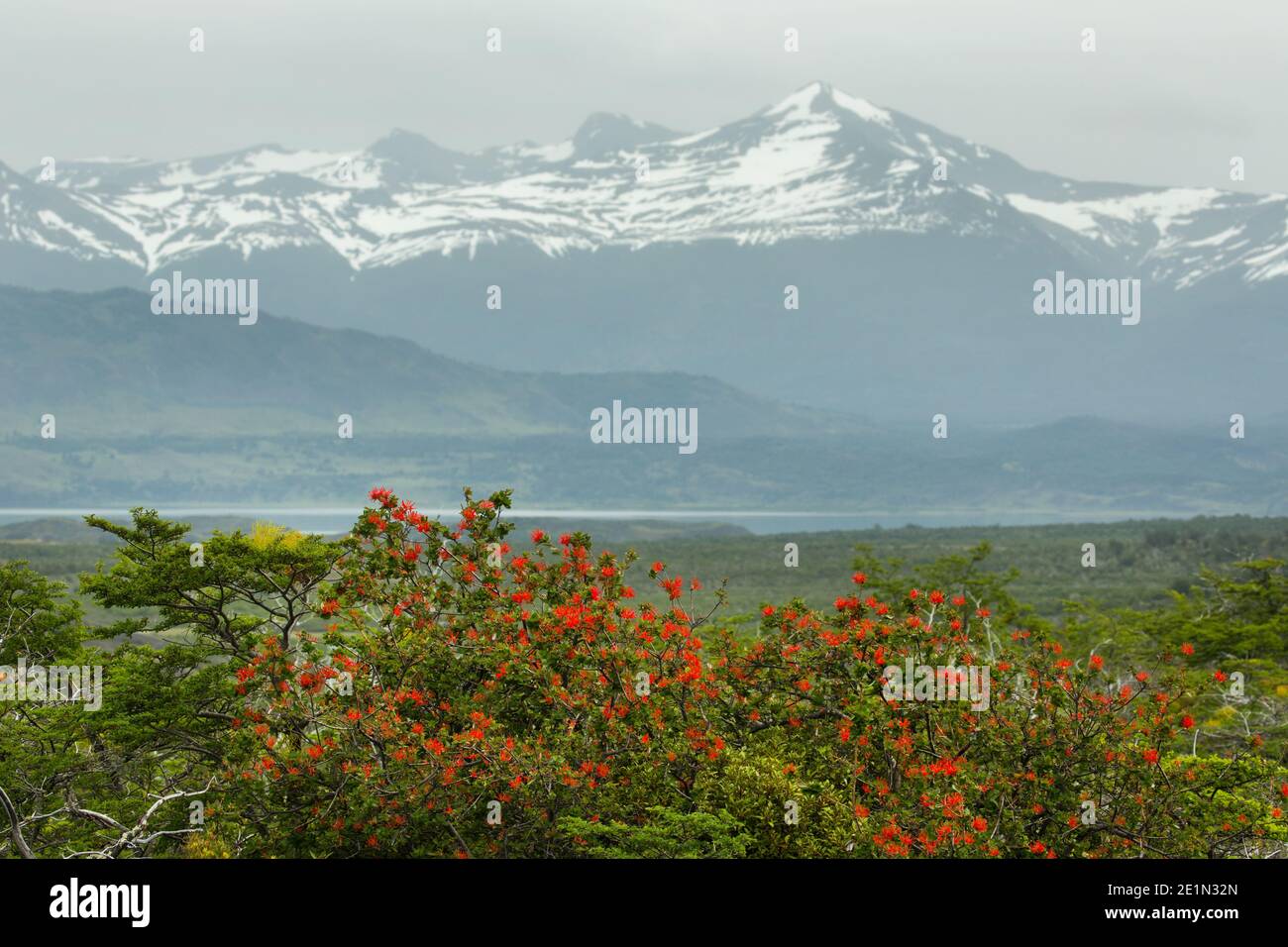 Chilean firebush (embothrium coccineum) flowering in front of the Cerro Benitez mountain range  nr Milodon Cave, near Puerto Natales Patagonia, Chile Stock Photo