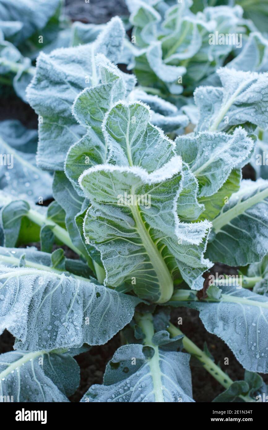 Brassica oleracea var. botrytis' Triomphant'. Winter cropping cauliflower growing in a domestic vegetable patch on a frosty morning. UK Stock Photo
