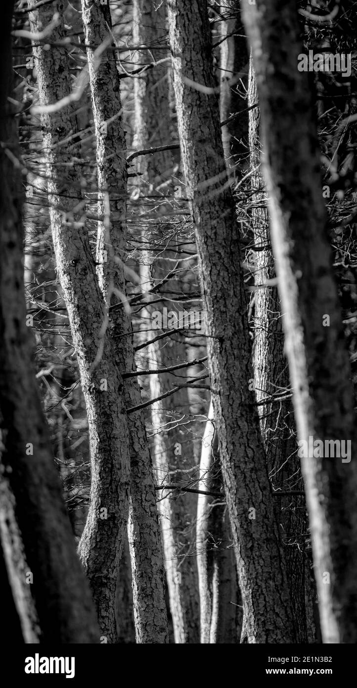 Monochrome photo of trees close together in woodland Stock Photo