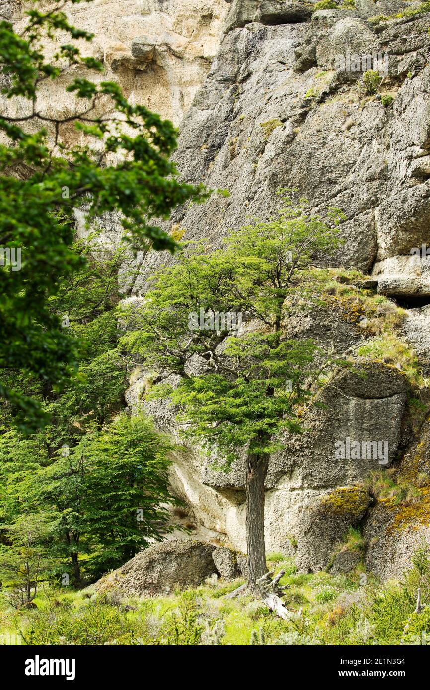 Southern beech leaves hi-res stock photography and images - Alamy