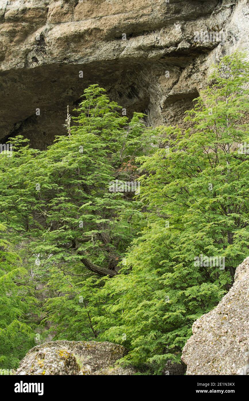 Southern beech trees (nothofagus) in spring green leaf at the entrance to Milodon Cave, near Puerto Natales Patagonia, Chile Stock Photo