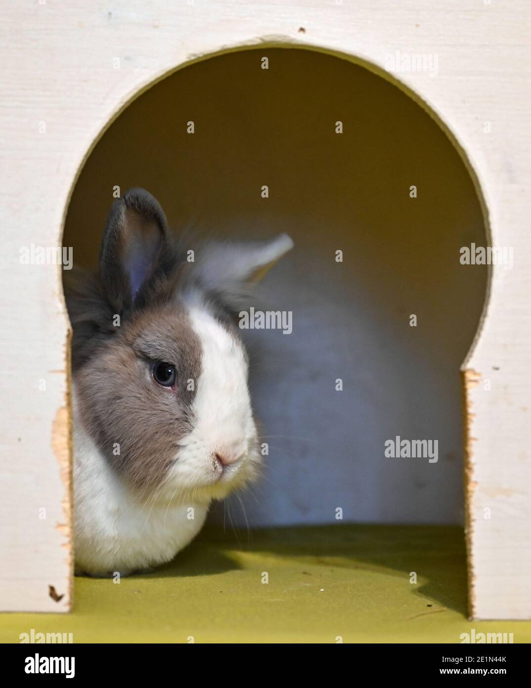 Hirschfelde, Germany. 06th Jan, 2021. A rabbit looks out of a small hut ...