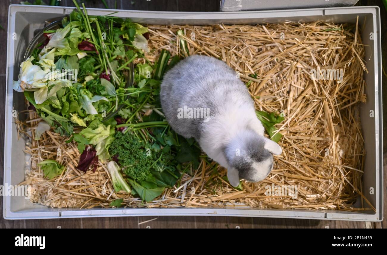 Hirschfelde, Germany. 06th Jan, 2021. A rabbit sits at its feeding place from the association Burg Nagezahn. Keeping rabbits in cramped cages or very small enclosures is widespread. The active rodents need Hirschfelde, Germany. 06th Jan, 2021. A rabbit sits at its feeding place from the association Burg Nagezahn. Keeping rabbits in cramped cages or very small enclosures is widespread. The active rodents need