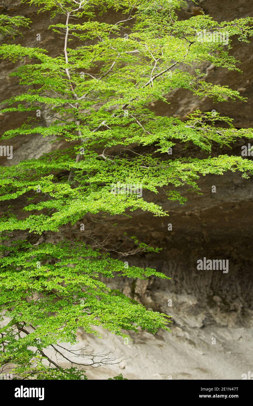Southern beech trees (nothofagus) in spring green leaf at the entrance to Milodon Cave, near Puerto Natales Patagonia, Chile Stock Photo