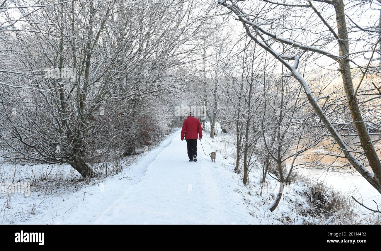 Peebles. Borders Region .Scotland. UK .8th January 21 Winter Weather Hay Lodge Park . Peebles. Scottish Borders. Dog Walker Credit: eric mccowat/Alamy Live News Stock Photo