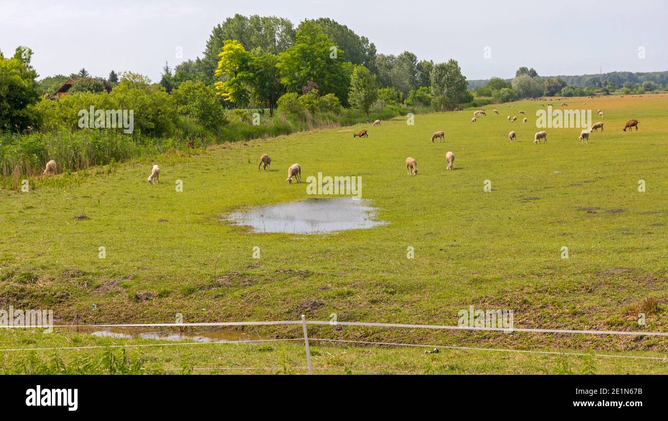 Flock of Sheep Grazing at Green Field Stock Photo - Alamy